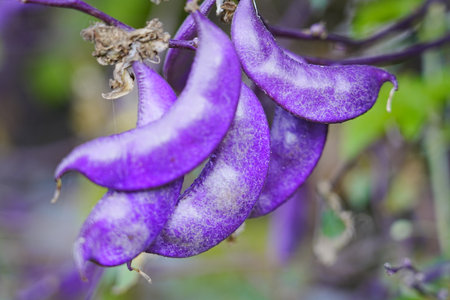 Purple beans naturally grow fruit outdoorsの写真素材