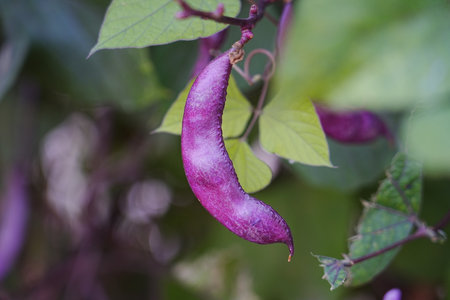 Purple beans naturally grow fruit outdoorsの写真素材