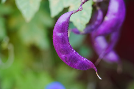 Purple beans naturally grow fruit outdoorsの写真素材