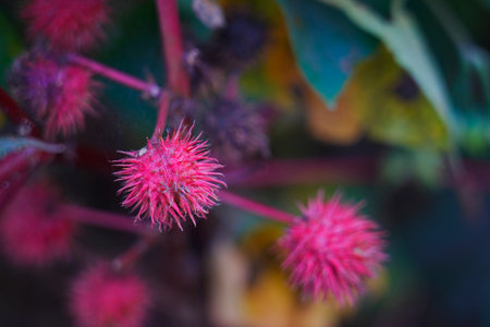 The red castor fruits grow outdoorsの写真素材