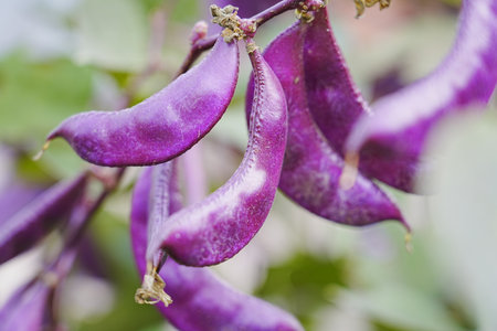Purple beans naturally grow fruit outdoorsの写真素材