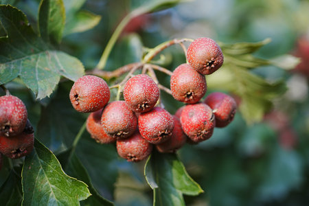 Hawthorn red hawthorn fruit grows on the tree