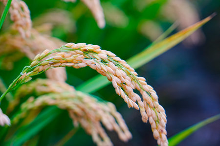 Mature rice in the fieldの写真素材