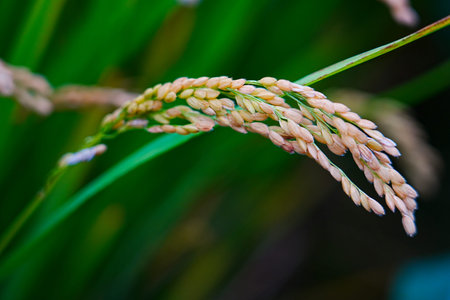 Mature rice in the fieldの写真素材