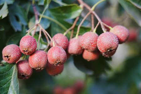 Hawthorn red hawthorn fruit grows on the treeの写真素材