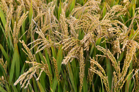 Mature rice in the fieldの写真素材