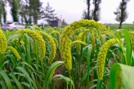 Mature crop in the outdoor blue sky and white cloudsの写真素材