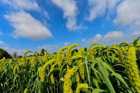 Mature rice in the outdoor blue sky and white cloudsの写真素材