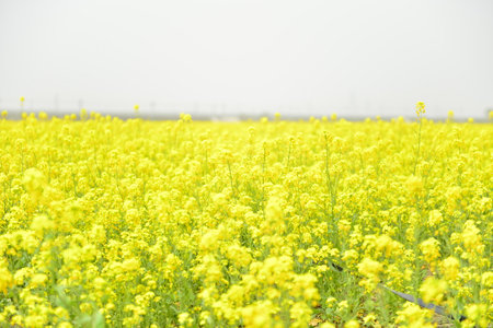 Yellow rape flower bloom in the farmï¼Very beautifulの写真素材