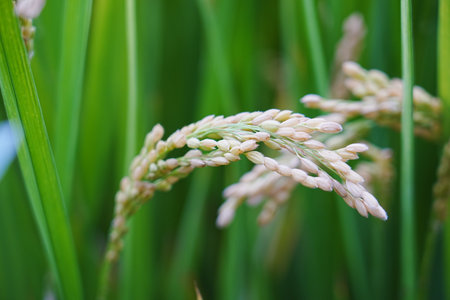 Mature rice in the fieldの写真素材
