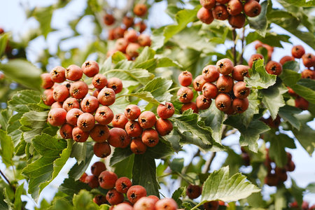 Hawthorn red hawthorn fruit grows on the treeの写真素材