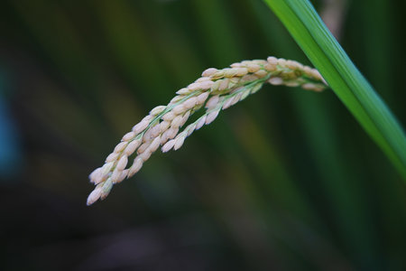 Mature rice in the fieldの写真素材