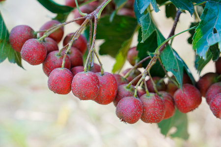 Hawthorn red hawthorn fruit grows on the treeの写真素材