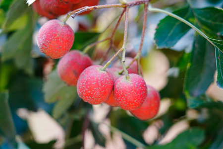 Hawthorn red hawthorn fruit grows on the treeの写真素材