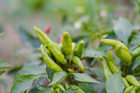 Red and green millet chili peppers grow outdoors