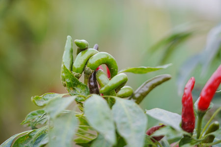 Red and green millet chili peppers grow outdoorsの写真素材