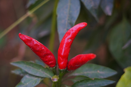 Red and green chili peppers grow outdoorsの写真素材