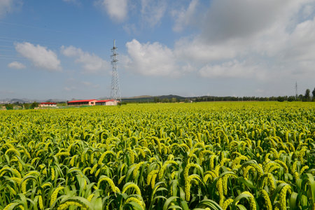 Mature crop in the outdoor blue sky and white cloudsの写真素材