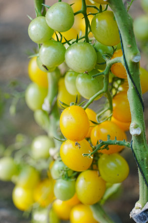 Tomatoes grow in a greenhouseの写真素材