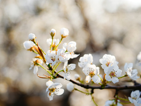 White pear flower in full bloom in springの写真素材