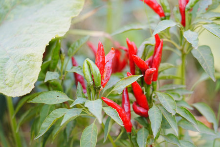 Red and green millet chili peppers grow outdoors