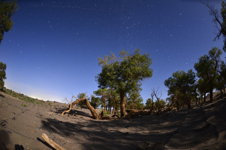 The withered trees in the desert