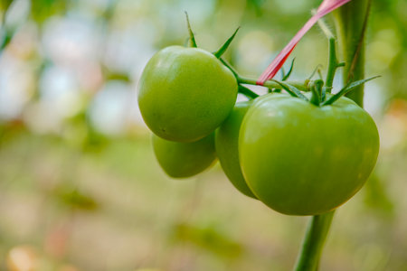 Tomatoes, fruits, and tomatoes grow in a greenhouseの写真素材