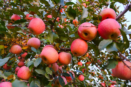 A close-up of a red apple growing on a tree