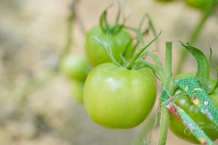 Tomatoes, fruits, and tomatoes grow in a greenhouseの写真素材