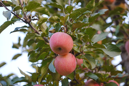 A close-up of a red apple growing on a treeの写真素材