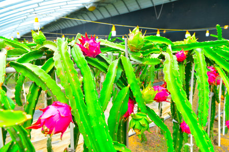 Close up of dragon fruit in greenhouseの写真素材
