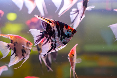 Several brightly colored fish swim leisurely in the clear aquarium