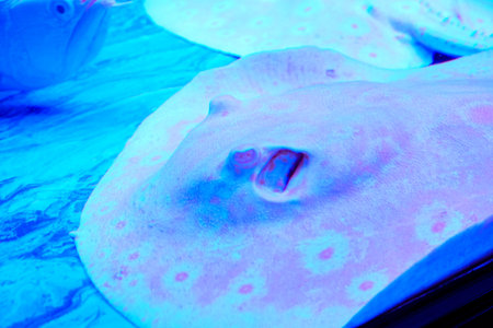 A black and white spotted stingray is the protagonist, with a flat disc-shaped body and irregular white spots on a black background, which has a strong visual impactの写真素材