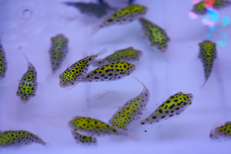 Green pufferfish wandering in the water, watching fish