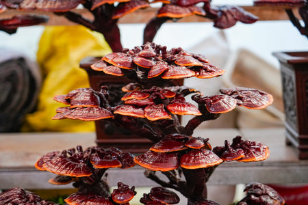 Exquisite red lingzhi bonsai with multiple lingzhi clusters growing together. The cap is a bright reddish brown color with a clear circular texture, and the surface is smooth and glossy. The stem is dark brown in colorの写真素材