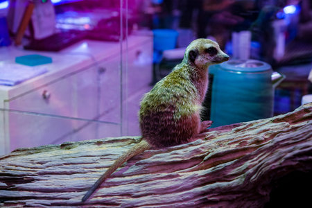 A meerkat stands on a rock, its fur is light brown and gray white, and there are iconic black...
