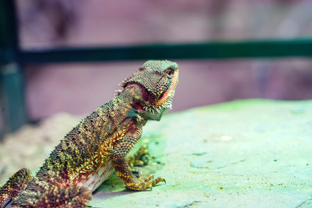 The lizard is vigilantly looking up to observe its surroundings, and the spines on its neck are...