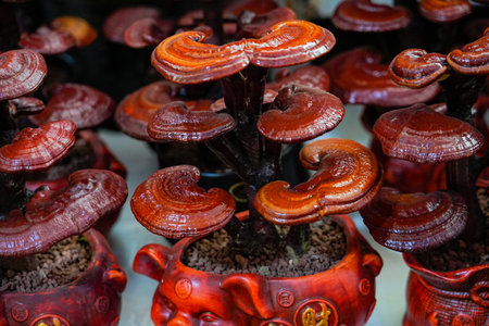 Exquisite red lingzhi bonsai with multiple lingzhi clusters growing together. The cap is a bright...