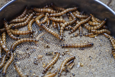 Barley worms and bread worms undergo metamorphosis during feeding