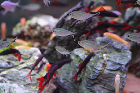 Close up of the colorful skirt fish, a school of fish wandering freely