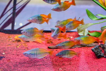 Close up of the colorful skirt fish, a school of fish wandering freely