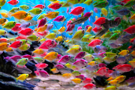Close up of the colorful skirt fish, a school of fish wandering freely