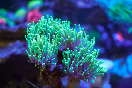 A clownfish leisurely shuttles between the tentacles of sea anemones, forming a symbiotic...