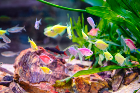 Close up of the colorful skirt fish, a school of fish wandering freely