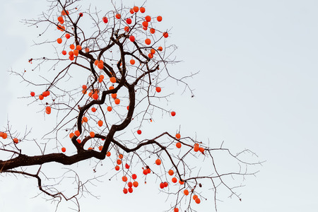 Persimmon tree in Linquの写真素材