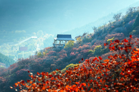 autumn leaves at hillsideのeditorial素材