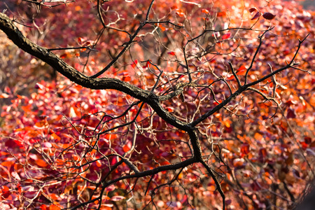 autumn leaves at treeの写真素材