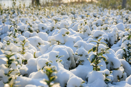 snow with leavesの写真素材