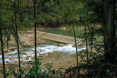The river at forest