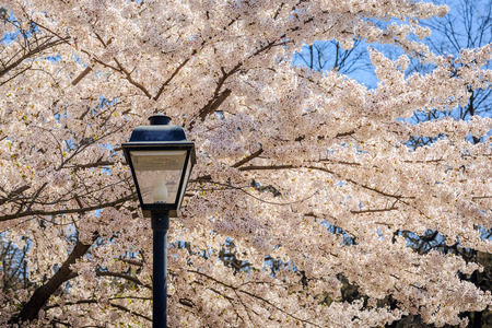 Cherry blossomsの写真素材